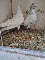1 kopel pakistan hoogvliger 40€, Animaux & Accessoires, Oiseaux | Pigeons