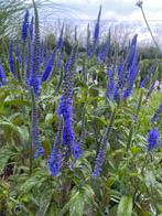 Veronica longifolia 'Blauriesin', Vaste Plant, Ophalen, Vaste plant