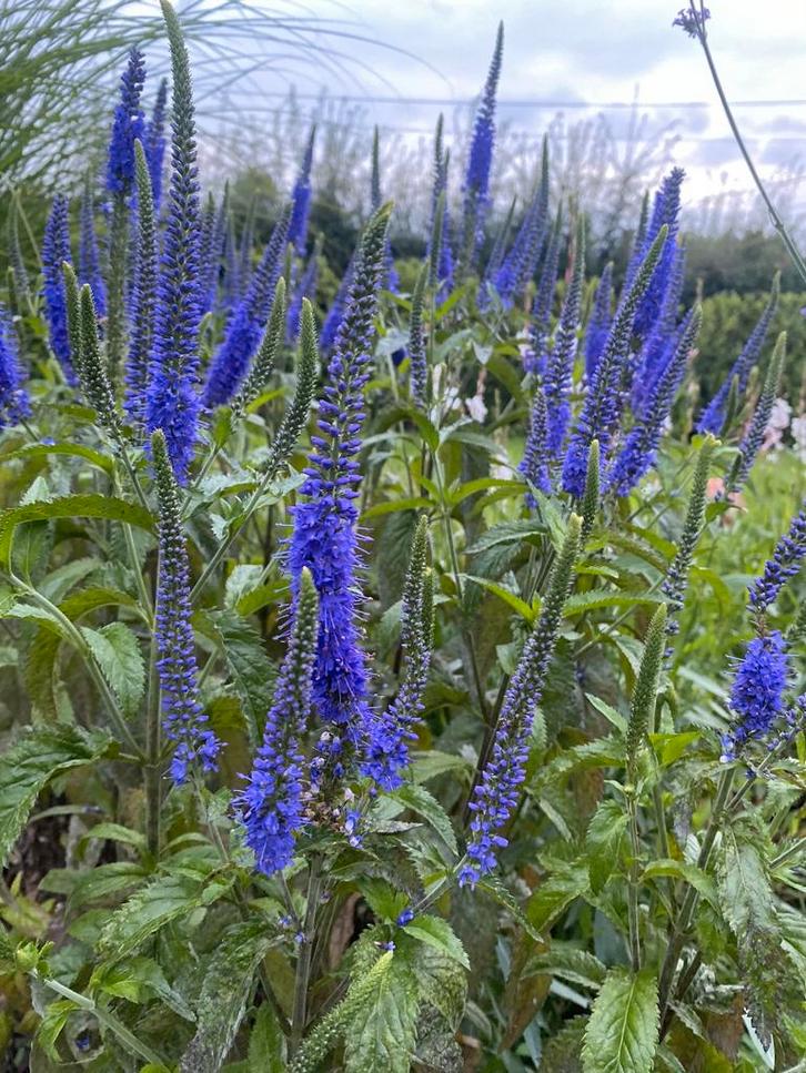Veronica longifolia 'Blauriesin', Vaste Plant, Tuin en Terras, Planten | Tuinplanten, Vaste plant, Ophalen