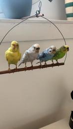 Opgezette parkieten, Ophalen of Verzenden, Zo goed als nieuw, Vogel, Opgezet dier