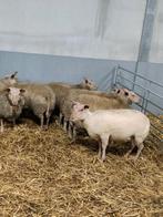 Rouge de l'ouest, Dieren en Toebehoren