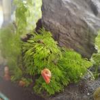 Limnophila aquariumplant, Ophalen