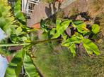 Bananenplanten, Ophalen, Winter