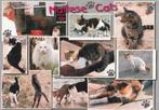 KATTEN  UIT  MALTA  +  Mooie postzegel !, Verzamelen, Postkaarten | Dieren, Gelopen, Verzenden, 1980 tot heden, Hond of Kat