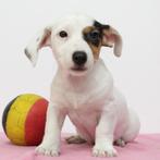 Jack Russell - Belgische pups te koop, Dieren en Toebehoren, Honden | Jack Russells en Terriërs, België, Jack Russell Terriër