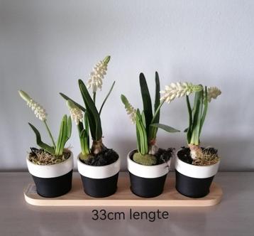 Bloemstukje met 3 x witte muscari beschikbaar voor biedingen
