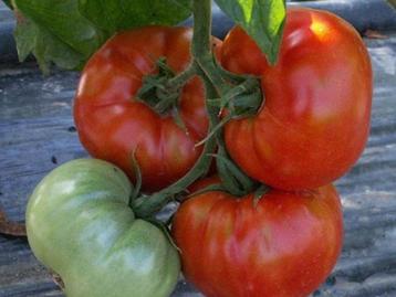 5 graines de tomate Saint-Pierre - ancienne tomate française disponible aux enchères