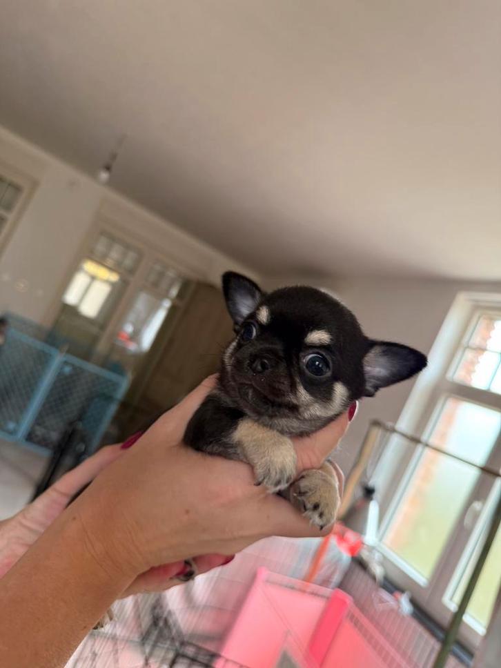 Chihuahua korthaar met FCI, Dieren en Toebehoren, Honden | Chihuahua's en Gezelschapshonden, Reu, Chihuahua, Fokker | Hobbymatig