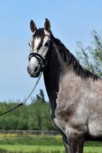 ## SUPER LEUKE, mega lieve & mooie Andalusier ruin ##, Dieren en Toebehoren, Paarden, Ruin, 160 tot 165 cm, Gechipt, 3 tot 6 jaar