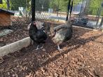 Haan met 4 hennen zwarte australorp