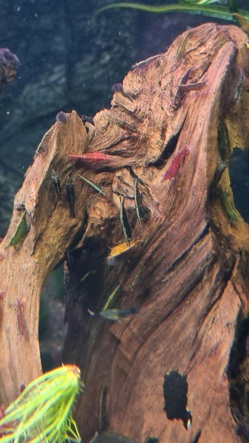 Garnalen gemengd 1 euro...korting zie beschrijving, Dieren en Toebehoren, Vissen | Aquariumvissen