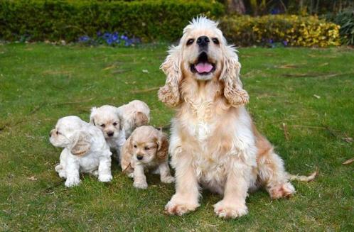 Amerikaanse Cocker Spaniël pups te koop - Ouders aanwezig, Dieren en Toebehoren, Honden | Retrievers, Spaniëls en Waterhonden
