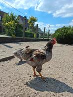 Jonge barnevelder haan, Dieren en Toebehoren, Pluimvee, Mannelijk, Kip