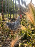 2 haantjes zoeken een goede thuis - hanen - haan, Dieren en Toebehoren, Pluimvee, Mannelijk, Kip