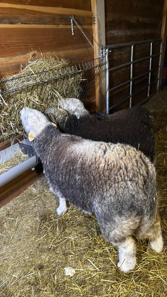 Herdwick ooien, Dieren en Toebehoren, Schapen, Geiten en Varkens, 0 tot 2 jaar
