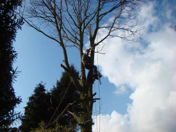 Wij doen gratis uw bomen om in ruil voor het hout beschikbaar voor biedingen