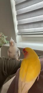 Gele agapornis / dwergpapegaai + kooi, Femelle, Perroquet nain ou Inséparable, Domestique