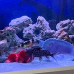 Synodontis, Dieren en Toebehoren, Vis, Zoetwatervis