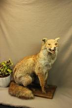 Opgezette vos - taxidermie, Verzamelen, Dierenverzamelingen, Ophalen of Verzenden, Gebruikt, Wild dier, Opgezet dier