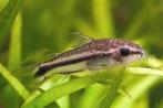 Corydoras Pygmaeus - Locatie Heerlen NL, Dieren en Toebehoren, Vissen | Aquariumvissen, Vis, Zoetwatervis, Schoolvis