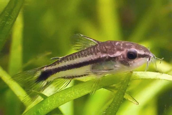 Corydoras Pygmaeus - Locatie Heerlen NL, Dieren en Toebehoren, Vissen | Aquariumvissen, Zoetwatervis, Vis, Schoolvis