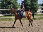 Ruin met springpotentieel - recent gekeurd!, Dieren en Toebehoren, Paarden, Springpaard, Gechipt, Ruin, Zadelmak