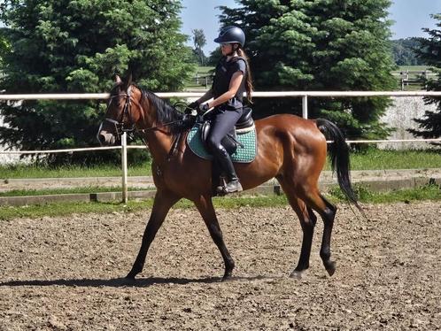 Ruin met springpotentieel - recent gekeurd!, Dieren en Toebehoren, Paarden, Ruin, Zadelmak, 165 tot 170 cm, 3 tot 6 jaar, Springpaard