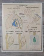 Oude Rossignol leerraad - het menselijk lichaam nr. 7 en 8, Antiek en Kunst, Ophalen of Verzenden