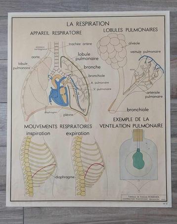 Oude Rossignol leerraad - het menselijk lichaam nr. 7 en 8 beschikbaar voor biedingen