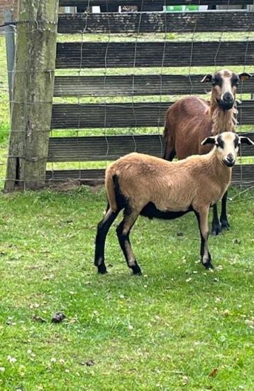 1 prachtig Kameroen schaap rammetje/bokje beschikbaar voor biedingen