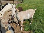 Schapen en geiten, Dieren en Toebehoren, Meerdere dieren, Schaap, 0 tot 2 jaar