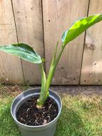 Strelitzia Nicolai/ paradijsvogelbloem, Tuin en Terras, Ophalen