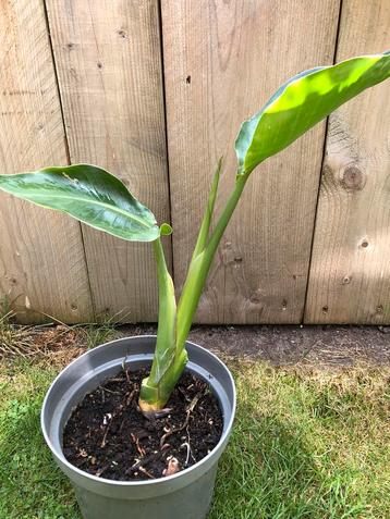 Strelitzia Nicolai/ paradijsvogelbloem beschikbaar voor biedingen