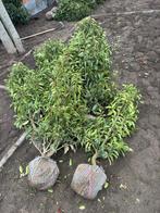 Portugese laurier 11 stuks 1m40, Ophalen, Laurier