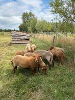 Ardense Voskop, Meerdere dieren, Schaap, 0 tot 2 jaar