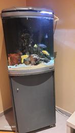 Aquarium nano cube, Aquarium d'eau douce rempli, Enlèvement, Utilisé