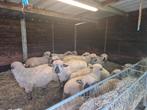 4 agneaux Hampshire Down, Animaux & Accessoires, Moutons, Chèvres & Cochons, Mâle, Mouton, 0 à 2 ans