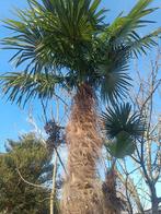 Zaden voor palmbomen, Tuin en Terras, Ophalen of Verzenden