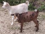 Jonge bokjes, Dieren en Toebehoren, Schapen, Geiten en Varkens