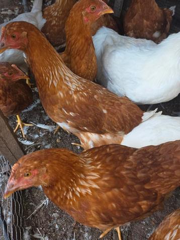 Jeunes poules pondeuses vaccinées, Femelle