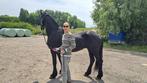 Fries, merrie 21 jaar, Dieren en Toebehoren, Merrie, Zadelmak, Gechipt, 11 jaar of ouder