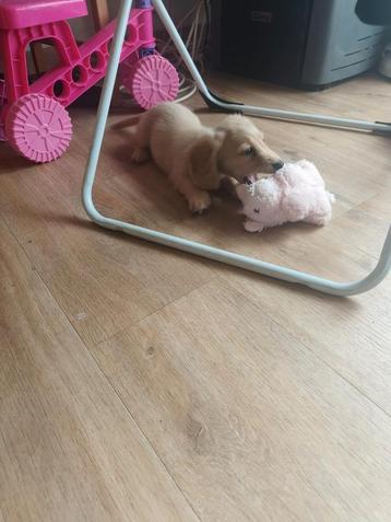 Beaux chiots teckel avec pedigree, Parvovirose, Poils longs, Plusieurs, Nain