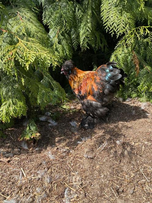 Zijdehoen haantjes, Dieren en Toebehoren, Pluimvee, Kip, Mannelijk