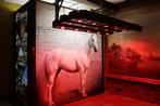 Molenkoning Paarden Solarium verwarm en verbeter prestaties, Dieren en Toebehoren, Ophalen of Verzenden, Nieuw