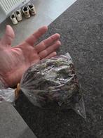 Bucemos & rotala blood red gratis, Vacatures