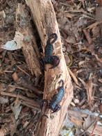 zwarte schorpioen "" Euscorpius flavicaudis"", Dieren en Toebehoren, Insecten en Spinnen, Spin of Schorpioen