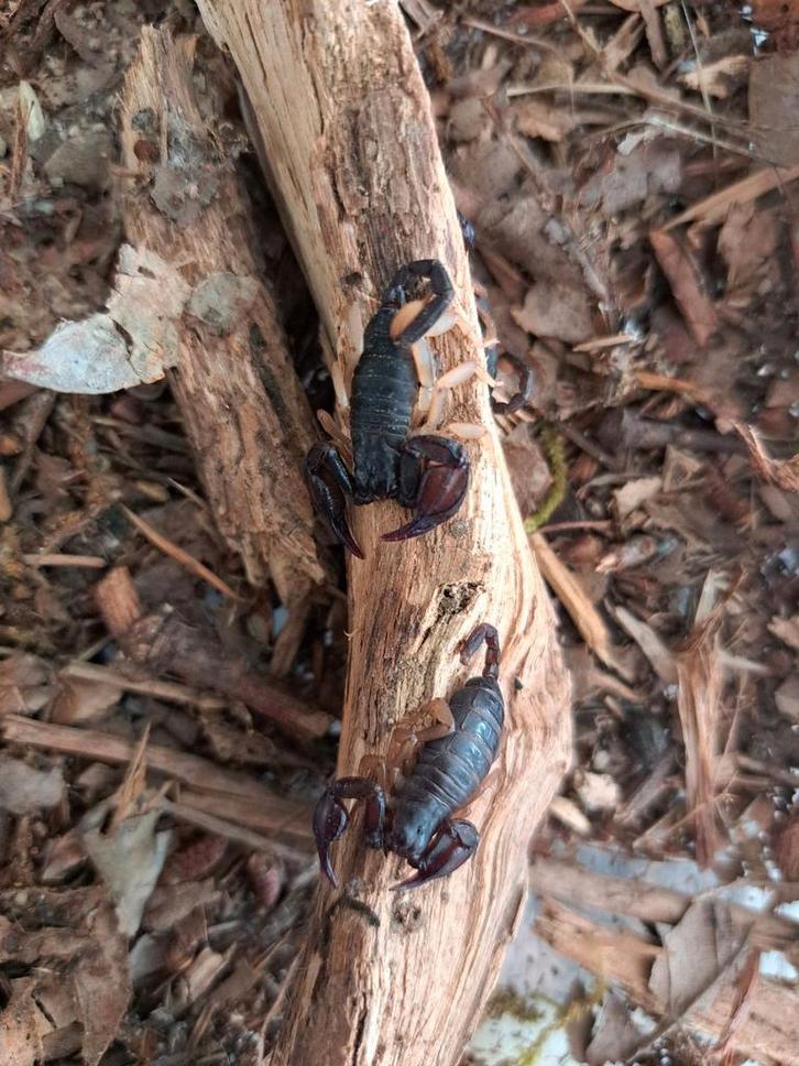zwarte schorpioen "" Euscorpius flavicaudis"", Dieren en Toebehoren, Insecten en Spinnen, Spin of Schorpioen