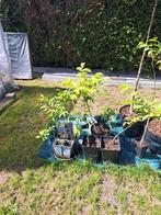 notenboom okkernoot, Ophalen, 100 tot 250 cm, In pot, Walnotenboom