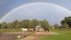 Stal met veel weidegang, Weidegang, 2 of 3 paarden of pony's