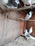 Pigeons mouchetés, Animaux & Accessoires, Oiseaux | Pigeons